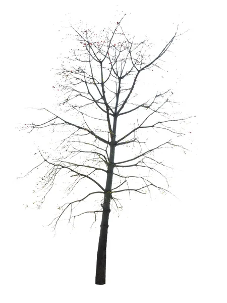 Árbol muerto, aislado sobre blanco — Foto de Stock