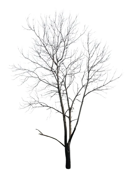 Dead tree, Isolated on white — Stock Photo, Image