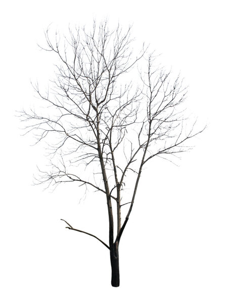 dead tree, Isolated on white 