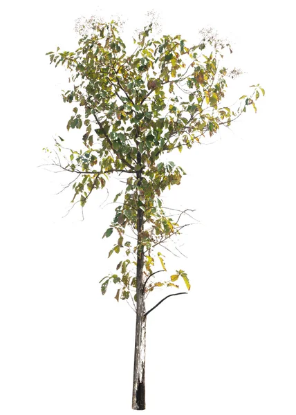 Árvore isolada sobre fundo branco — Fotografia de Stock