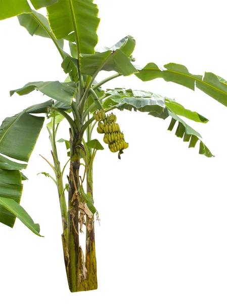 Banánový strom izolované na bílém pozadí — Stock fotografie