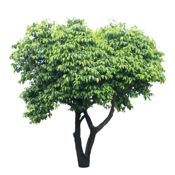 Tree isolated on white background — Stock Photo, Image