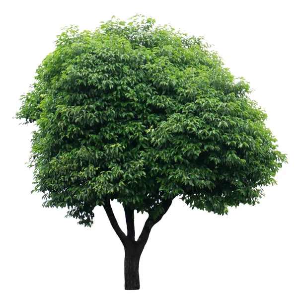 Tree isolated on white — Stock Photo, Image