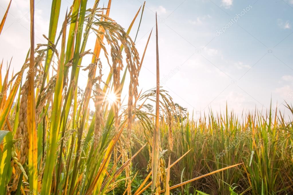 rice in field with sun beam