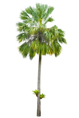 Beyaz arkaplanda izole edilmiş palmiye ağacı 