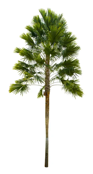 Palm tree isolated on white background — Stock Photo, Image