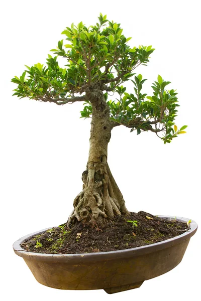 Bonsai ağacı beyaz arkaplanda izole edilmiş 