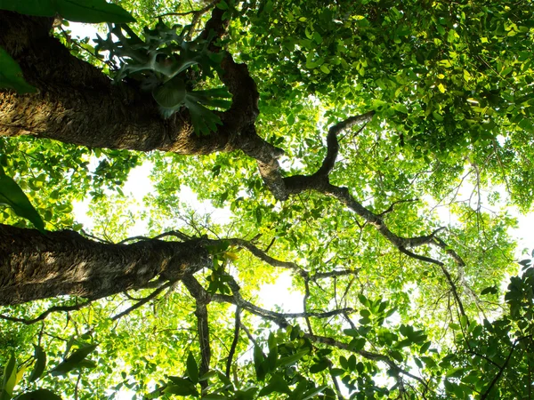 Leśne drzewa. natura zielone drewno sunlight tła — Zdjęcie stockowe