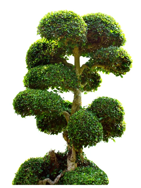 Árvore bonsai no jardim isolado no branco — Fotografia de Stock