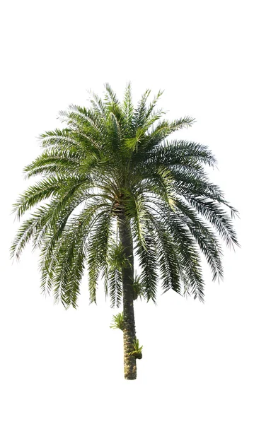 Palma izolowana na białym tle — Zdjęcie stockowe
