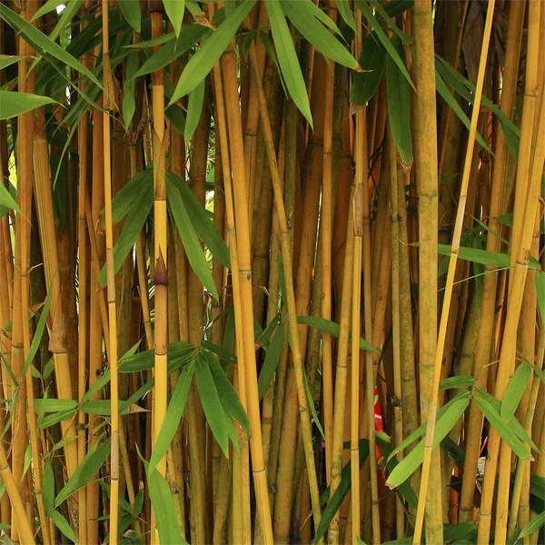 Bamboo Forest — Stock Photo, Image