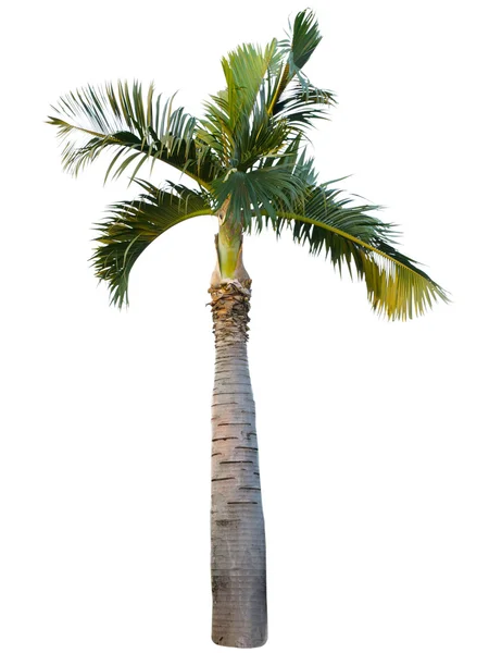 棕榈树上的隔离白色背景 — 图库照片