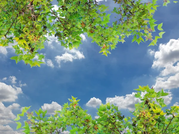 Folhas e bela nuvem no céu — Fotografia de Stock