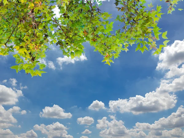 Yaprakları ve gökyüzü güzel bulut — Stok fotoğraf