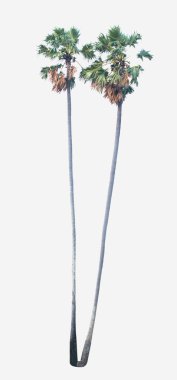 Beyaz arkaplanda izole edilmiş palmiye ağacı