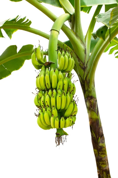 Banana close-up na árvore isolada no fundo branco — Fotografia de Stock