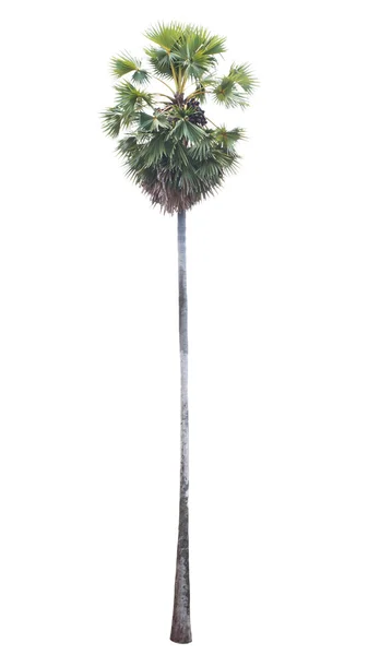 Palmera aislada sobre fondo blanco —  Fotos de Stock