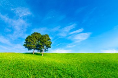 Açık yeşil ve mavi doğa manzara ağacında