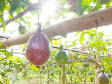 Passion fruit çiftliğinde