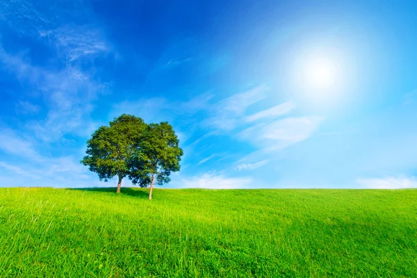 Landscape tree in clear green and blue nature and sun on blue sk — Stock Photo, Image