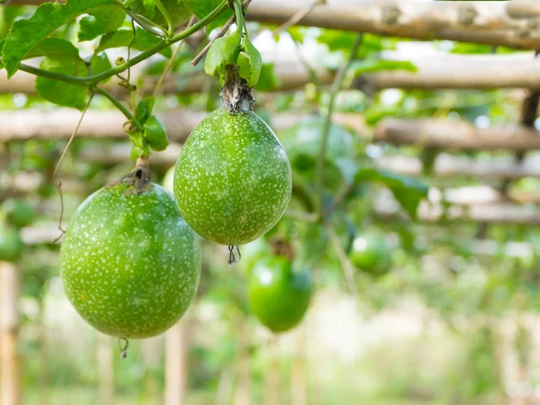 Passion fruit Farm — Stock Fotó