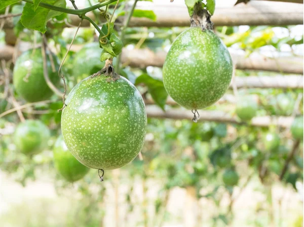 Passion fruit at farm — Stock Photo, Image