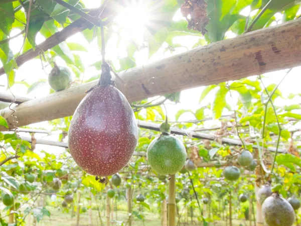 Passion fruit at farm — Stock Photo, Image
