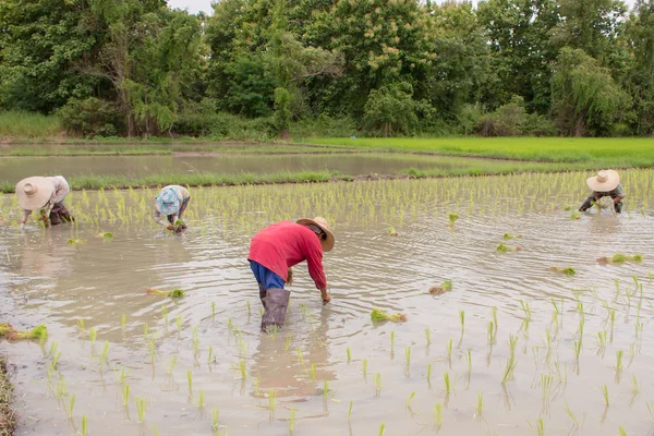 Groupe de fermiers plantent du riz dans la ferme — Photo