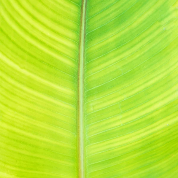 Green banana leaf background — Stock Photo, Image