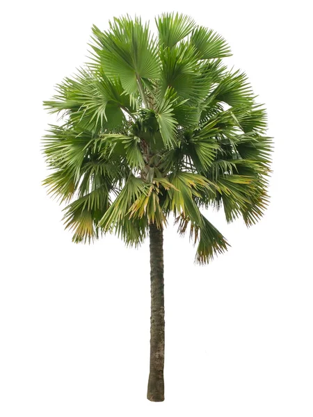 Palmera aislada sobre fondo blanco —  Fotos de Stock