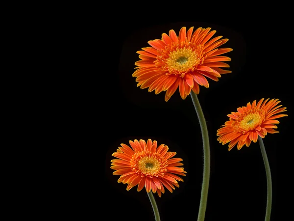 Yellow Flower blooming in black Background — Stock Photo, Image