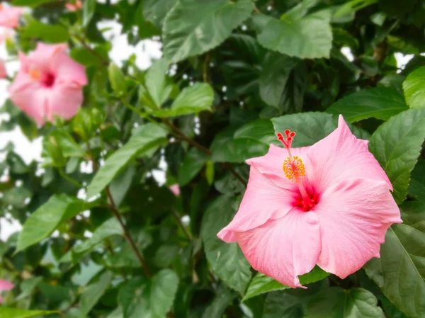 Hibiscus çiçeği — Stok fotoğraf