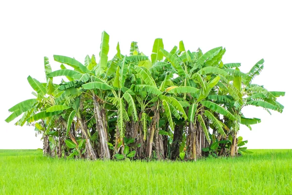 Banano con erba fresca verde isolato su bianco — Foto Stock