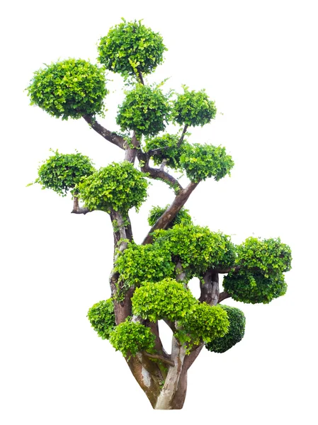 Árvore bonsai no jardim isolado no branco — Fotografia de Stock