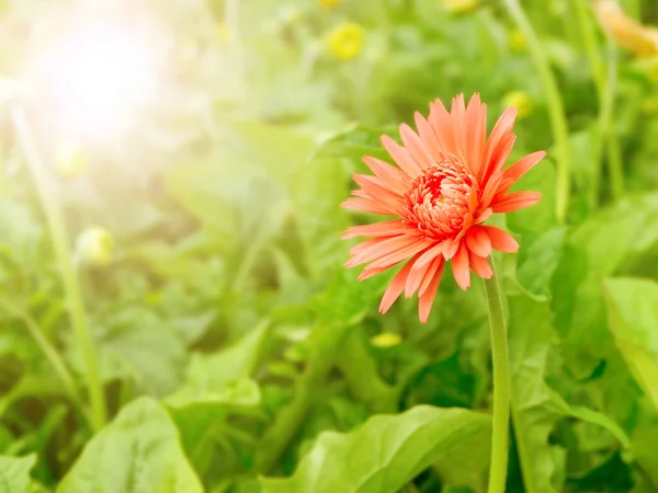 Gerbera piros virág, a nyári reggelen idő — Stock Fotó