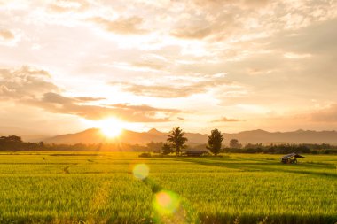 Yeşil paddy alan on Sunset