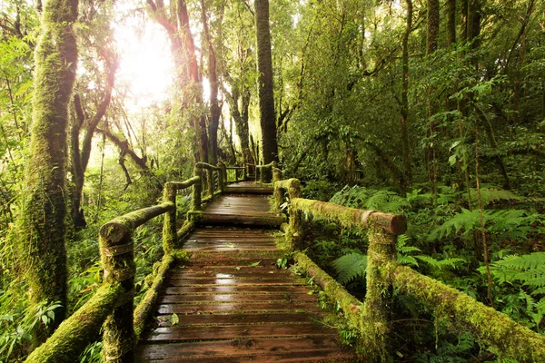 Wooden walkway through in deep rainforest — Stock Photo, Image