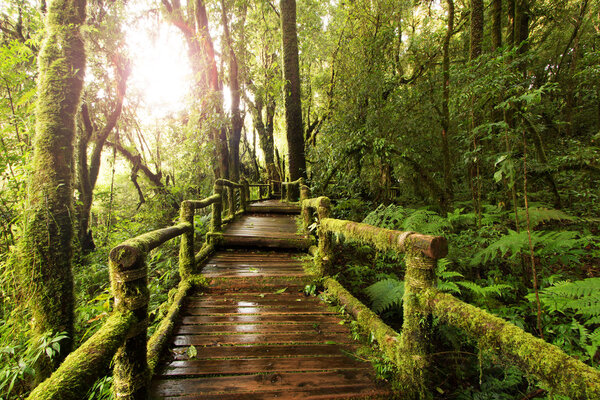 wooden walkway through in deep rainforest