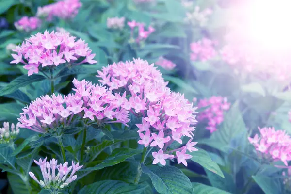 Rózsaszín virágokkal a téli szezon reggel — Stock Fotó