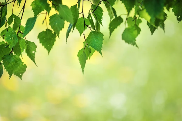 Fondo de primavera con un abedul — Foto de Stock