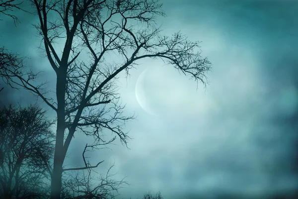 gece ormanda