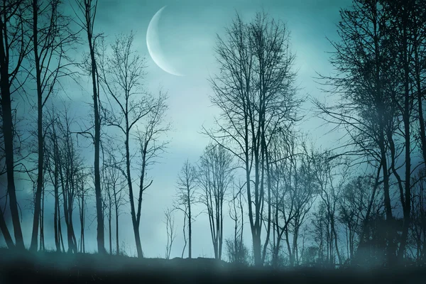 gece ormanda