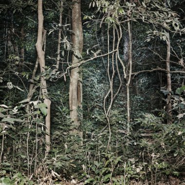 tropikal arka planda