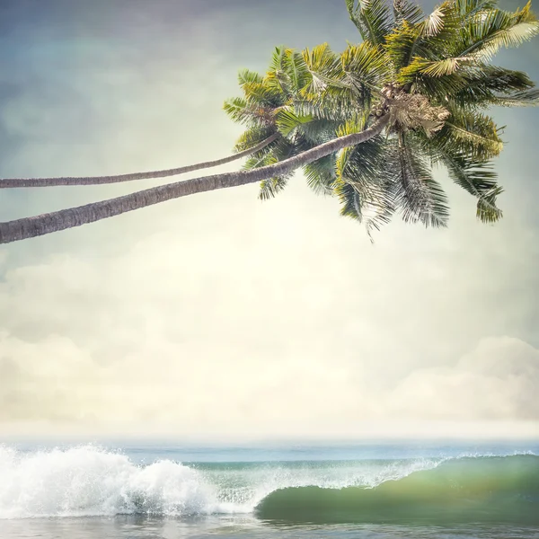 Tropical i bakgrunden — Stockfoto