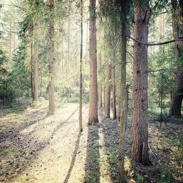 Bosque en el fondo — Foto de Stock