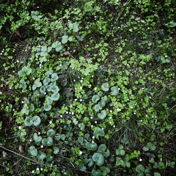 Skogen i bakgrunden — Stockfoto