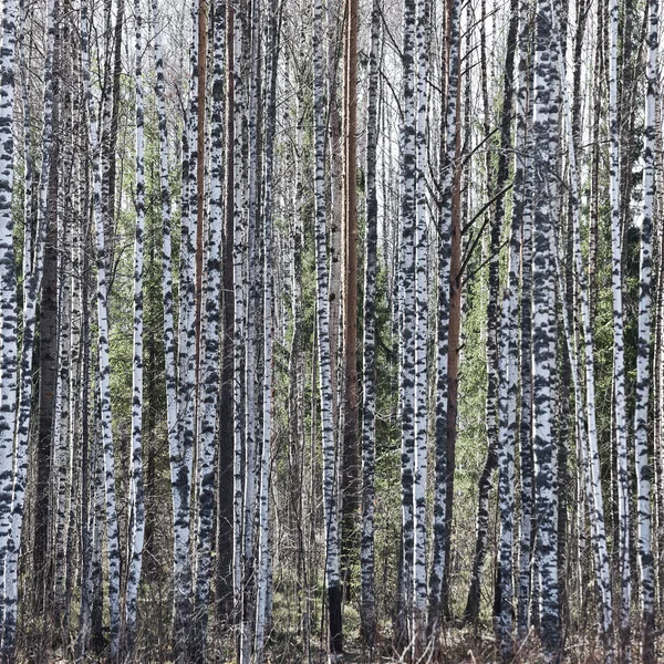 Bosque en el fondo — Foto de Stock