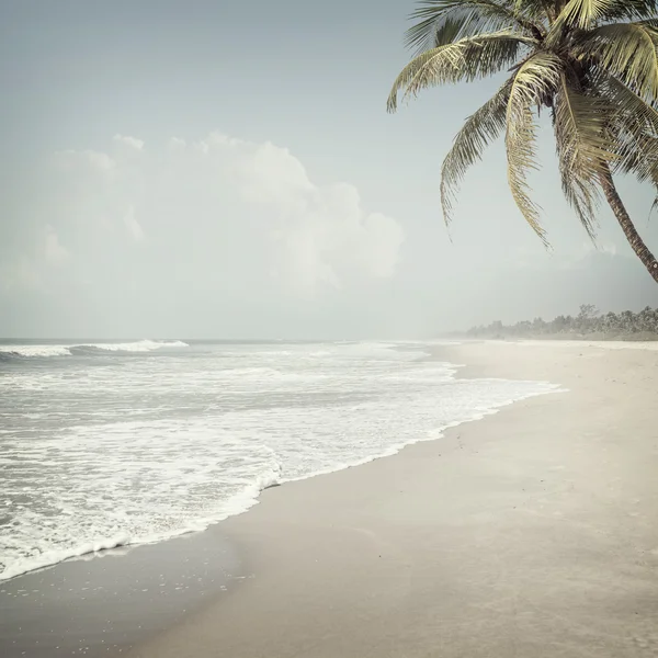 Tropical i bakgrunden — Stockfoto