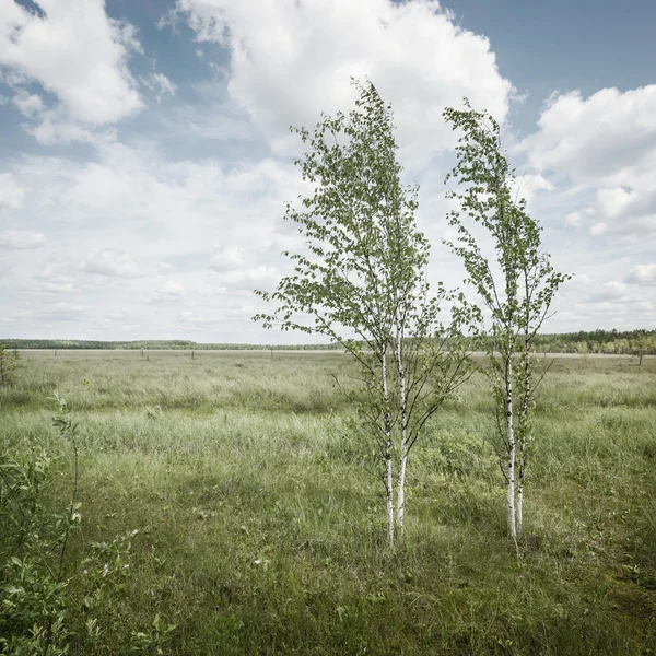 Wald im Hintergrund — Stockfoto