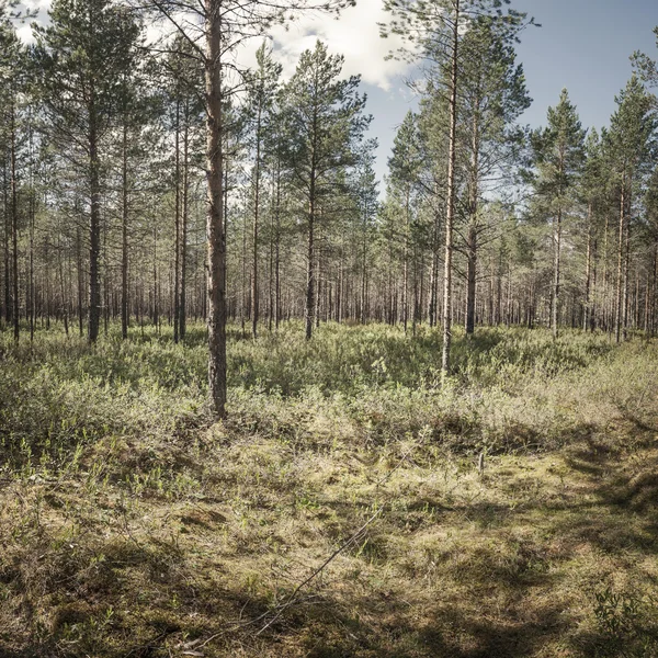 Wald im Hintergrund — Stockfoto